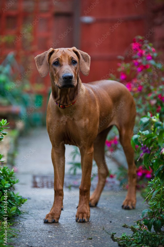 Cute beautiful young rhodesian ridgeback puppy Cute beautiful young rhodesian ridgeback puppy