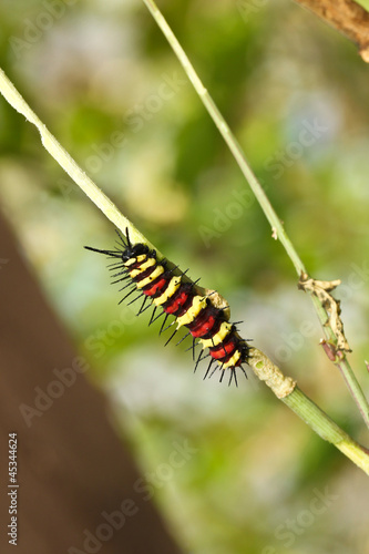 Caterpillar © Christine Bird