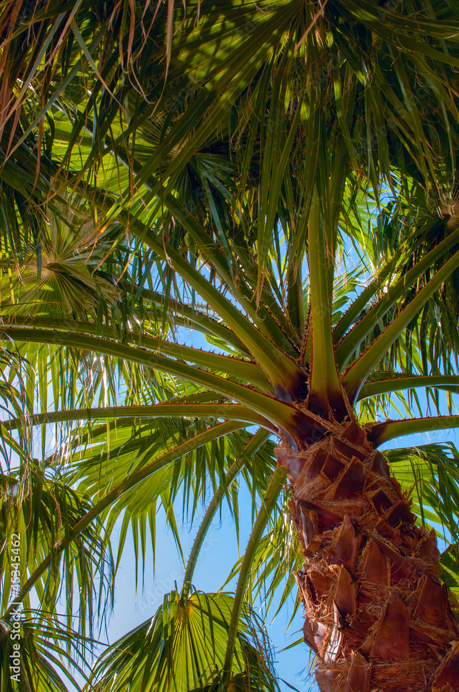 Obraz premium palm detail