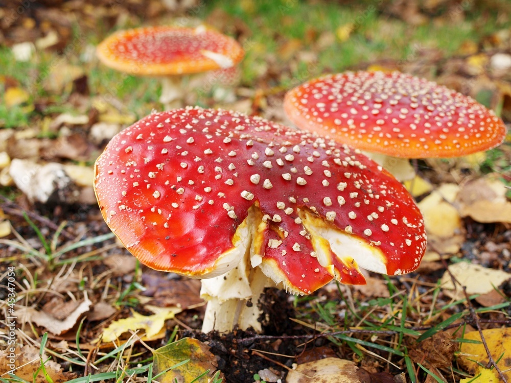 Toadstool mushroom, isolated, closeup in the grass Toadstool mushroom, isolated, closeup in the grass