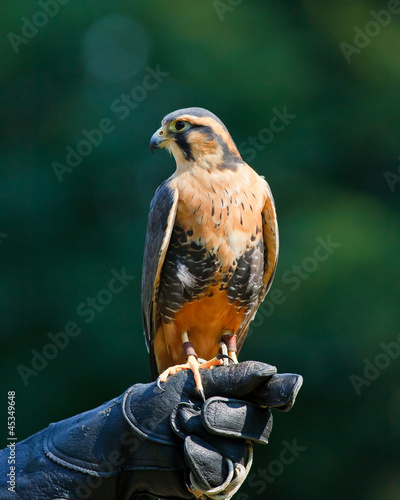 Aplomado Falcon