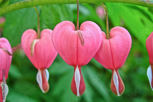 Three heart flowers