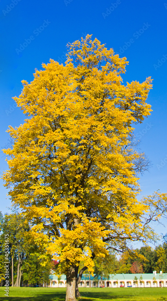 Fototapeta premium autumn tree