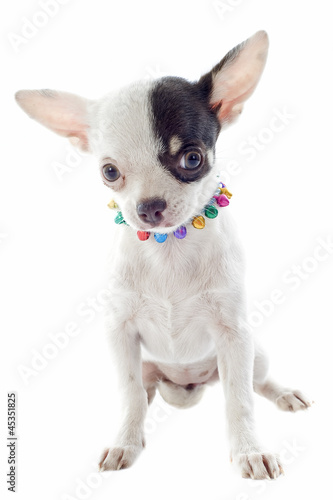 puppy chihuahua © cynoclub