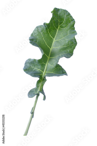 Broccoli leaf
