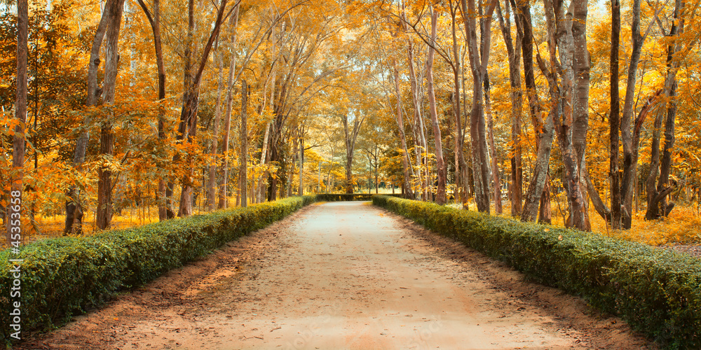 Fototapeta premium Pathway in autumn Landscape