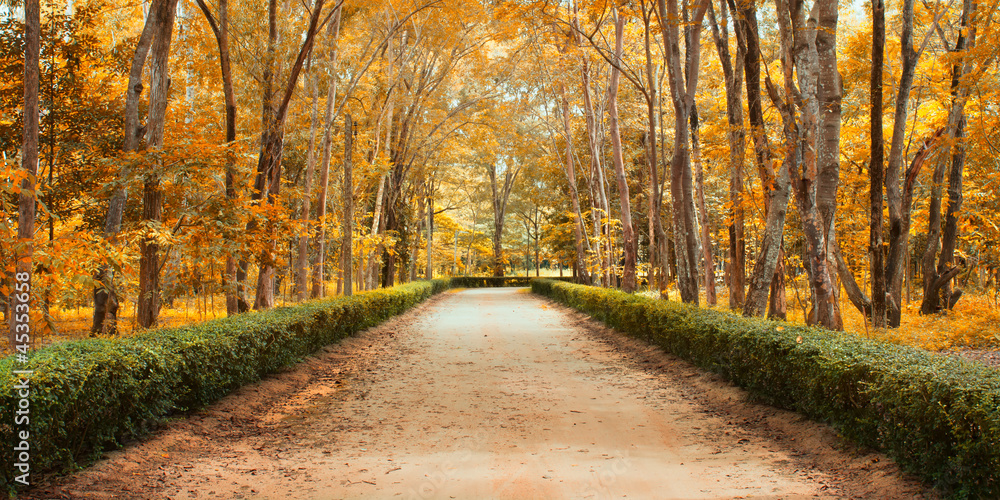 Pathway in autumn Landscape