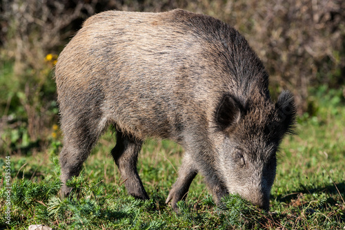 Foto Sanglier - sus scrofa
