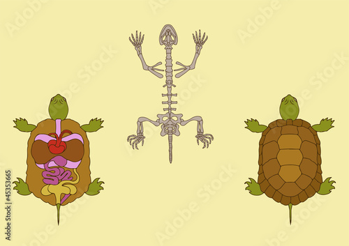 zoology, anatomy of reptile, cross-section and skeleton