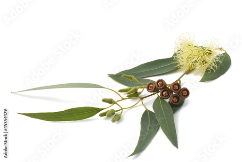 eucalyptus branch photo