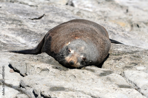 One sea lion lying on rock