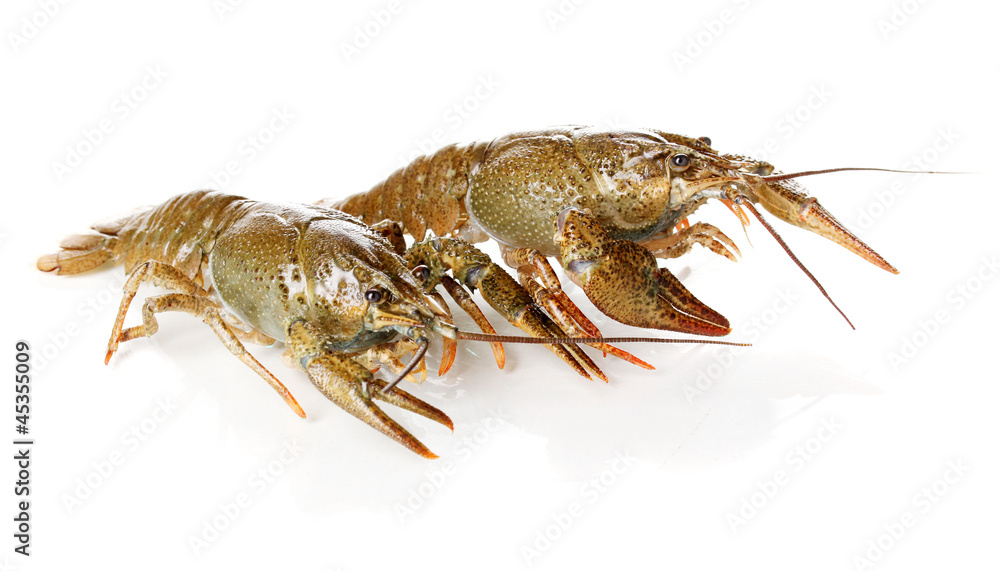 Alive crayfishes isolated on white close-up Alive crayfishes isolated on white close-up