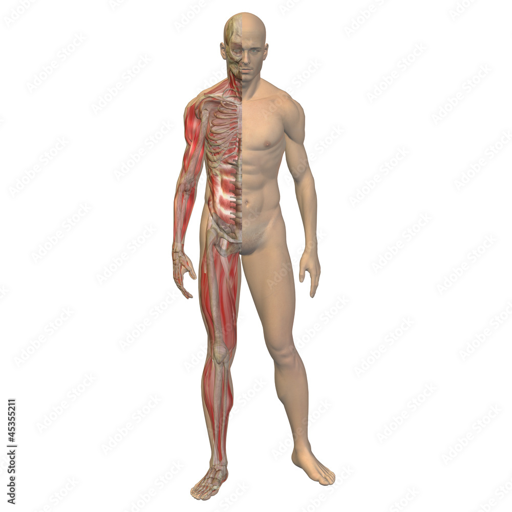 High resolution 3D human ideal for anatomy,medicine and health High resolution 3D human ideal for anatomy,medicine and health