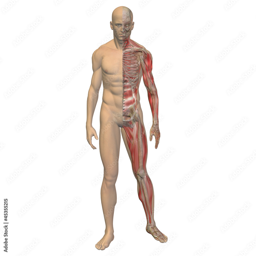 High resolution 3D human ideal for anatomy,medicine and health High resolution 3D human ideal for anatomy,medicine and health