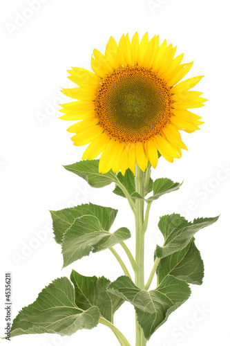 Fototapeta Naklejka Na Ścianę i Meble -  sunflower isolated on white