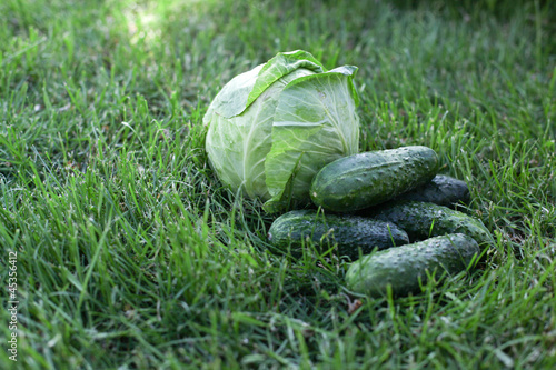  cabbage and cucumbers in garden
