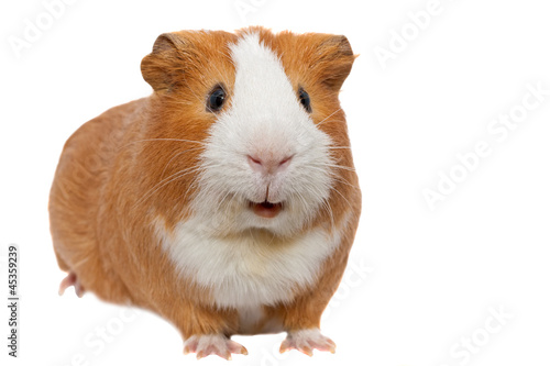red guinea pig photo