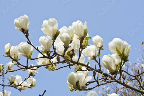 Magnolia flowers against blue sky background
