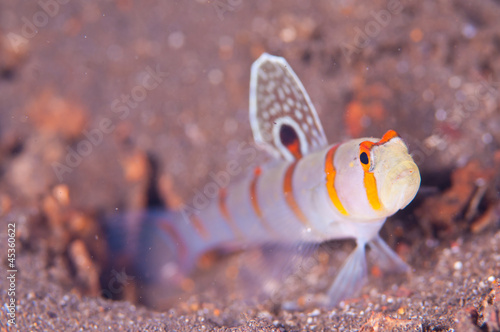 Goby photo