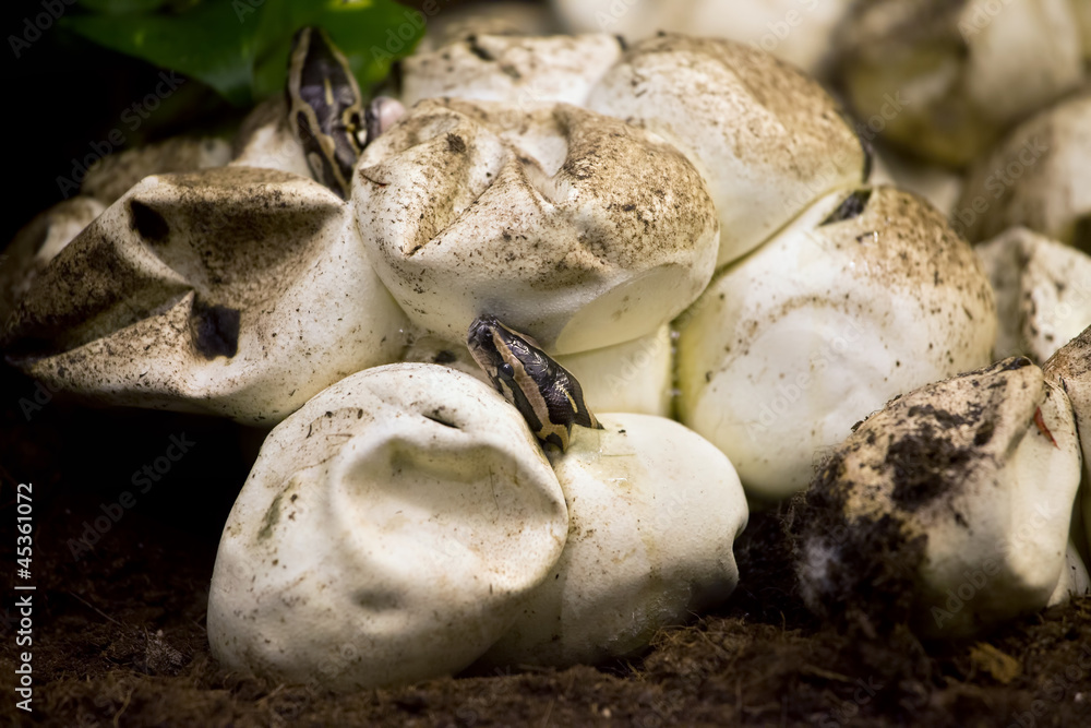 Python Hatching from Egg