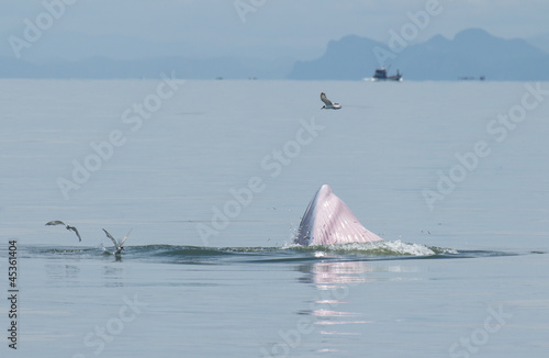 Balaenoptera physalus,Bryde's Whale behavior eating fish in the photo