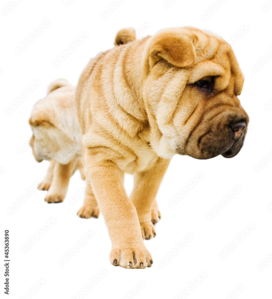 funny sharpei puppies isolated on white background