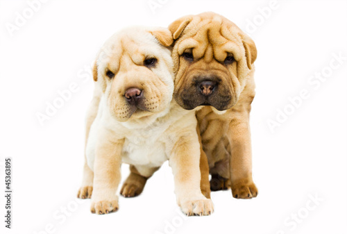 funny sharpei puppies isolated on white background