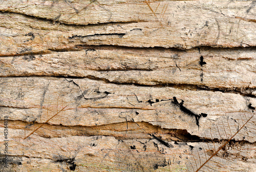 Old wood wall texture background.