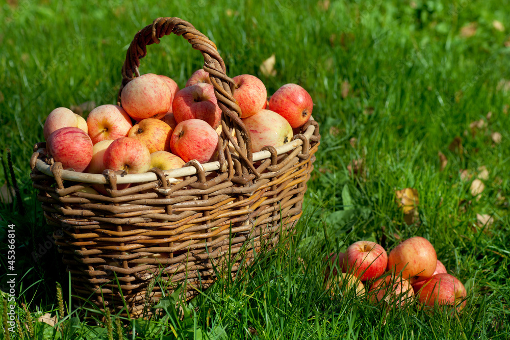 Apples in a basket Apples in a basket