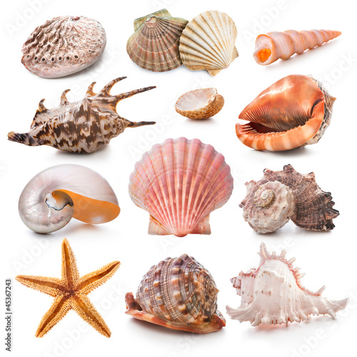 Seashell collection photo