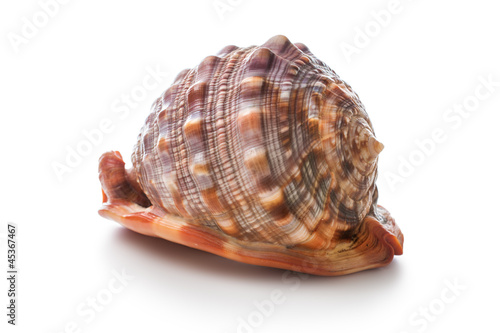 Sea shell