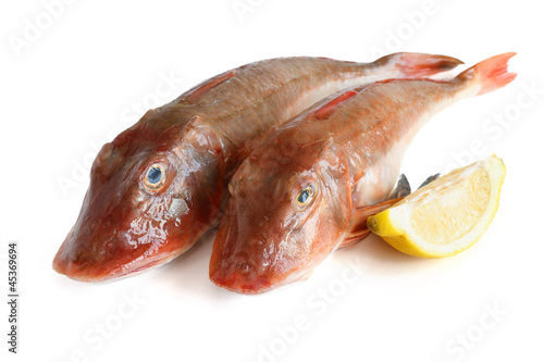 due gallinelle di mare - two tub gurnard fish photo