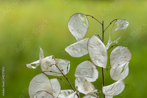 Einjähriges Silberblatt Lunaria annua im September