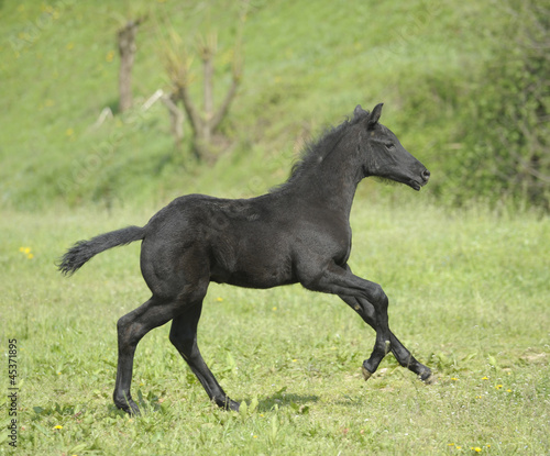 Horse - Foal galloping in the paddock