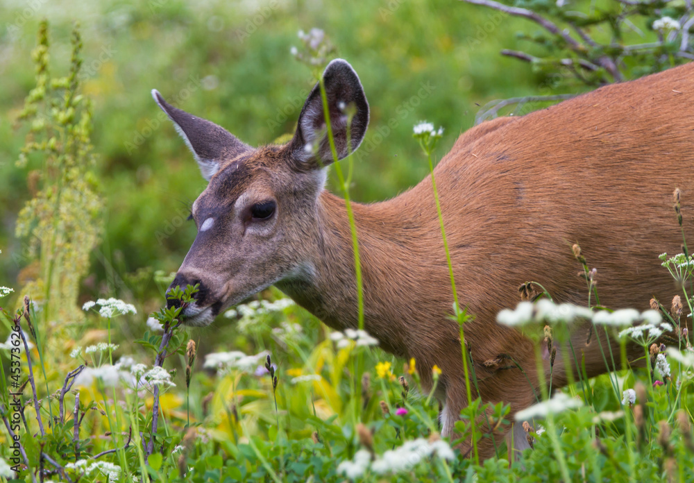Fototapeta premium Portrait of Black Tailed Deer