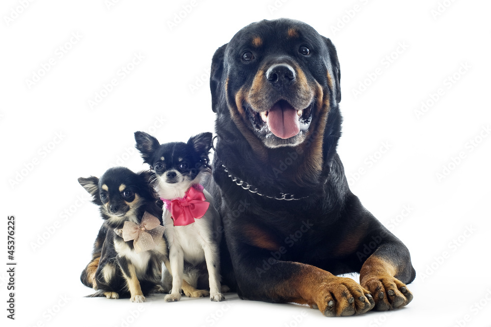 Fototapeta premium rottweiler and chihuahuas