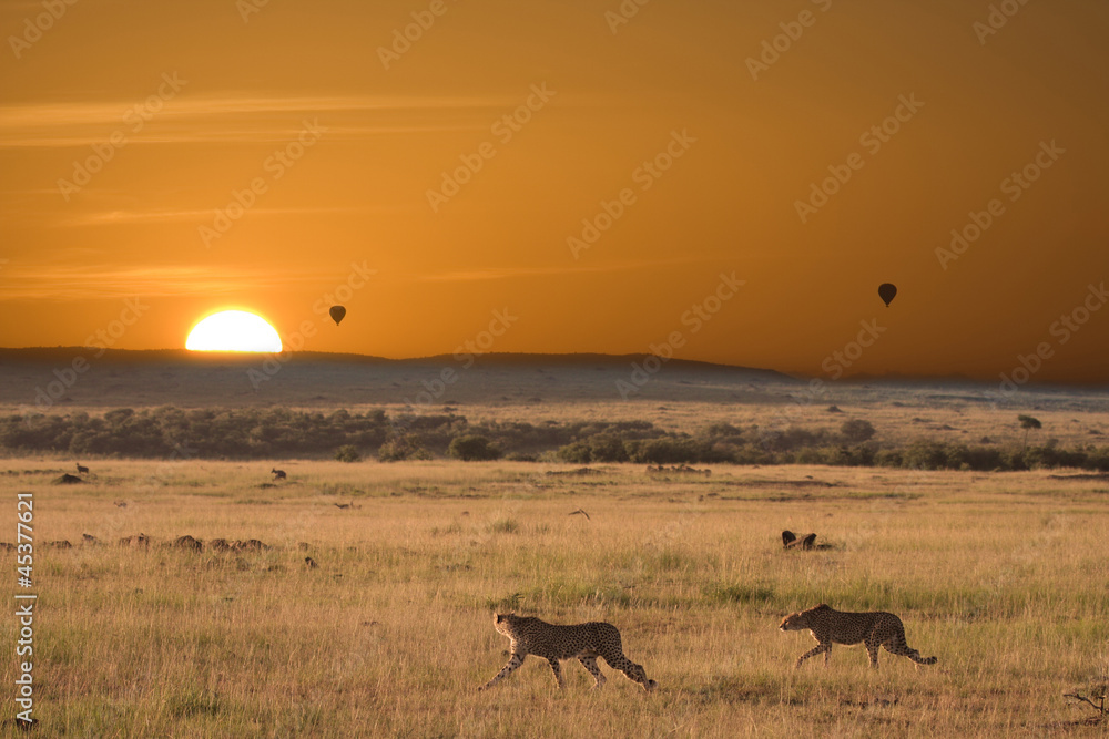 Alba africana con ghepardi a caccia