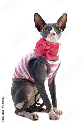 dressed Sphynx Cat