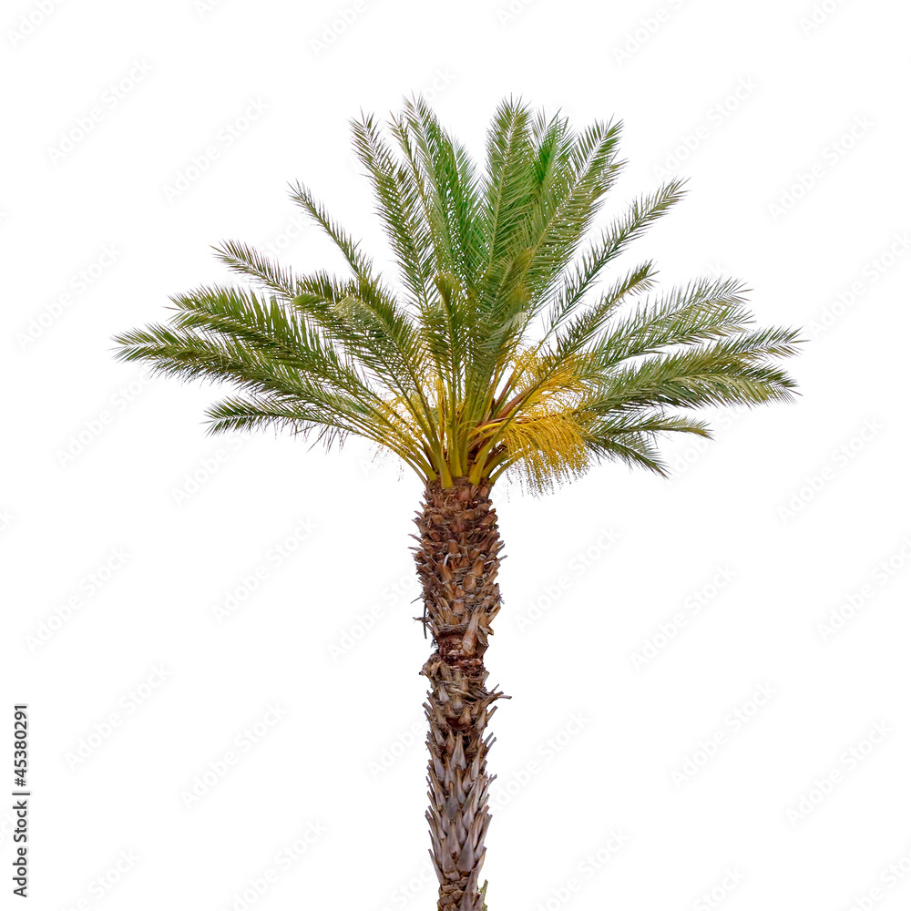 Palm tree isolated on white