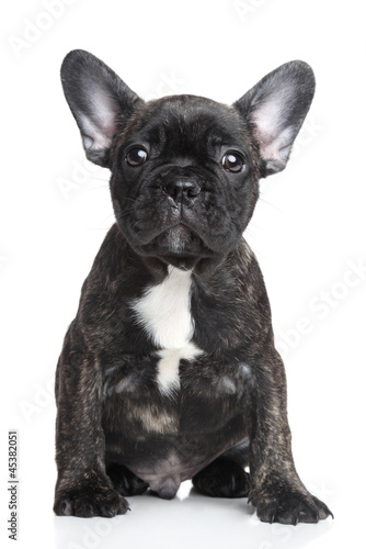 French bulldog puppy portrait © jagodka