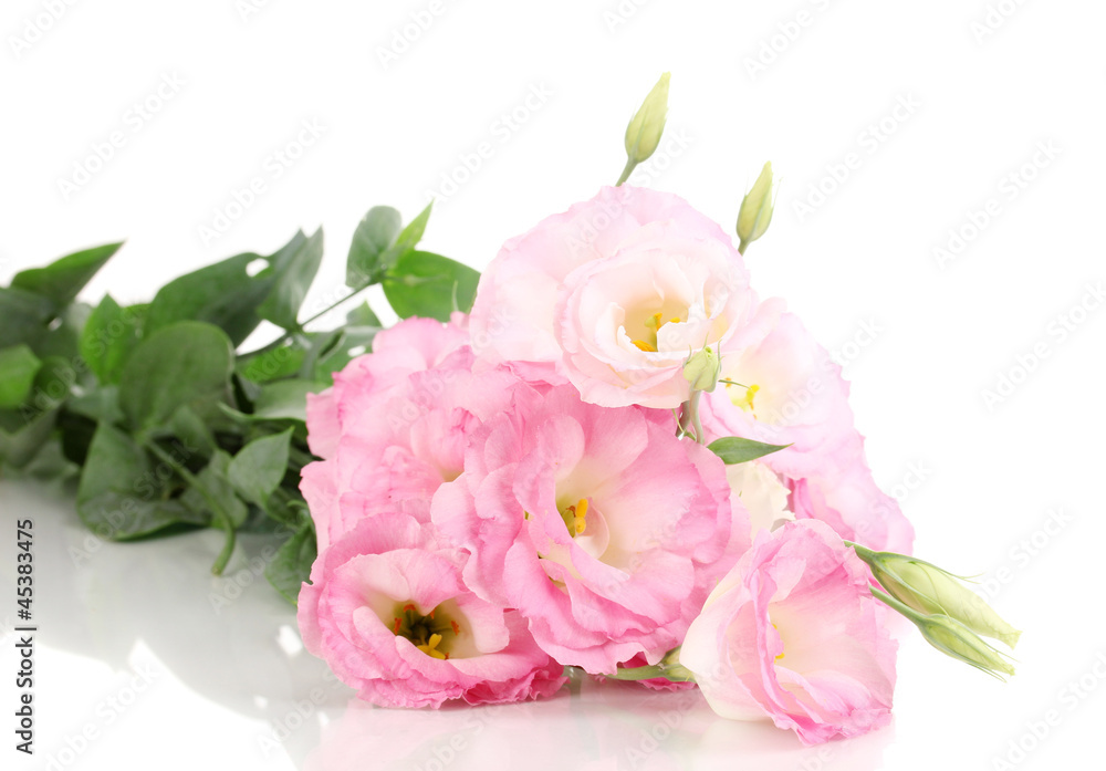 bouquet of eustoma flowers, isolated on white