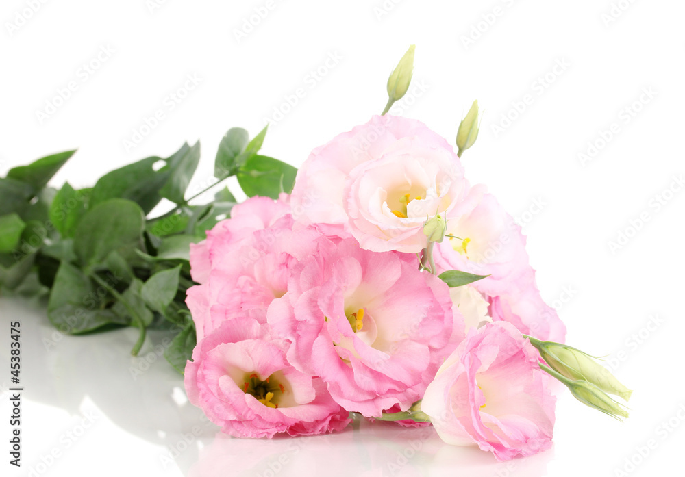 bouquet of eustoma flowers, isolated on white bouquet of eustoma flowers, isolated on white