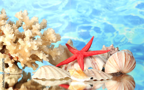 Photo Sea coral with shells on water background close-up