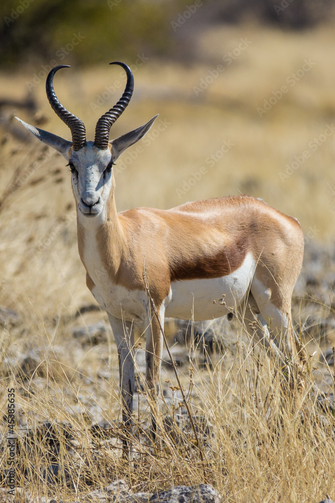 Fototapeta premium Springbock