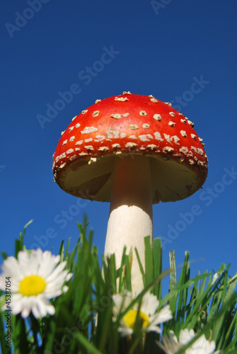 Wallpaper Mural Fliegenpilz7 Torontodigital.ca