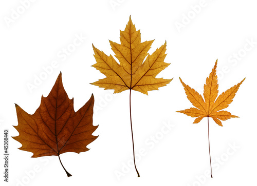Collection of Autumn Maple Leaves Isolated on White