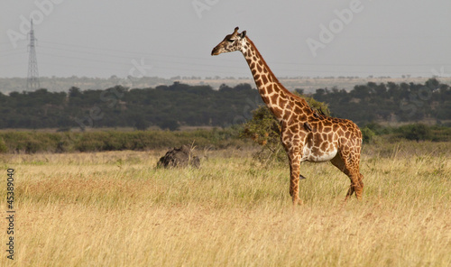 Masai Giraffe on the Savanna