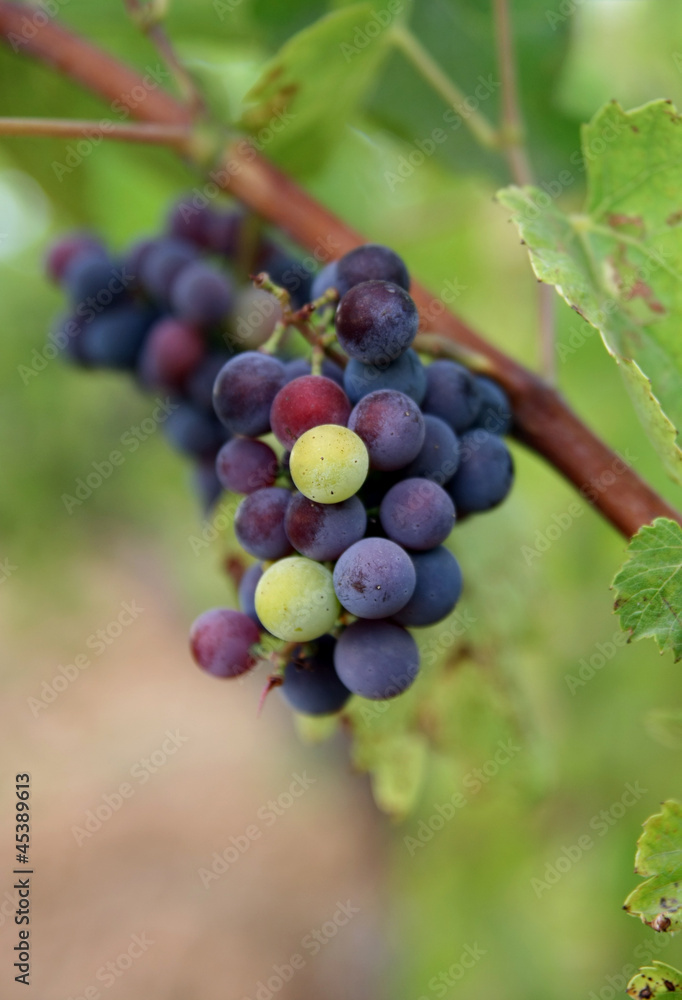 Grapes