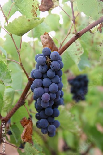 Grapes of wine