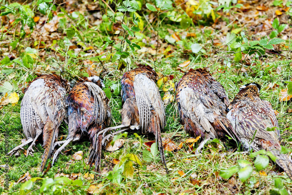 excludes of dead pheasants excludes of dead pheasants